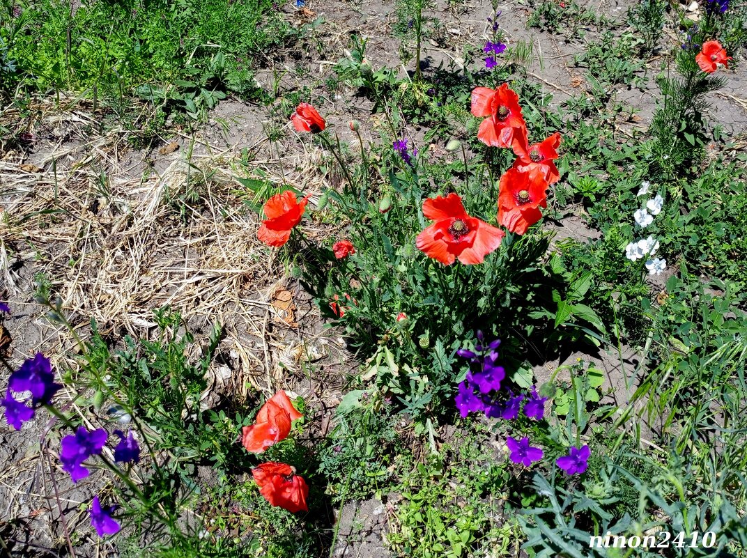 Ростовский май - Нина Бутко Ростовский май - Нина Бутко