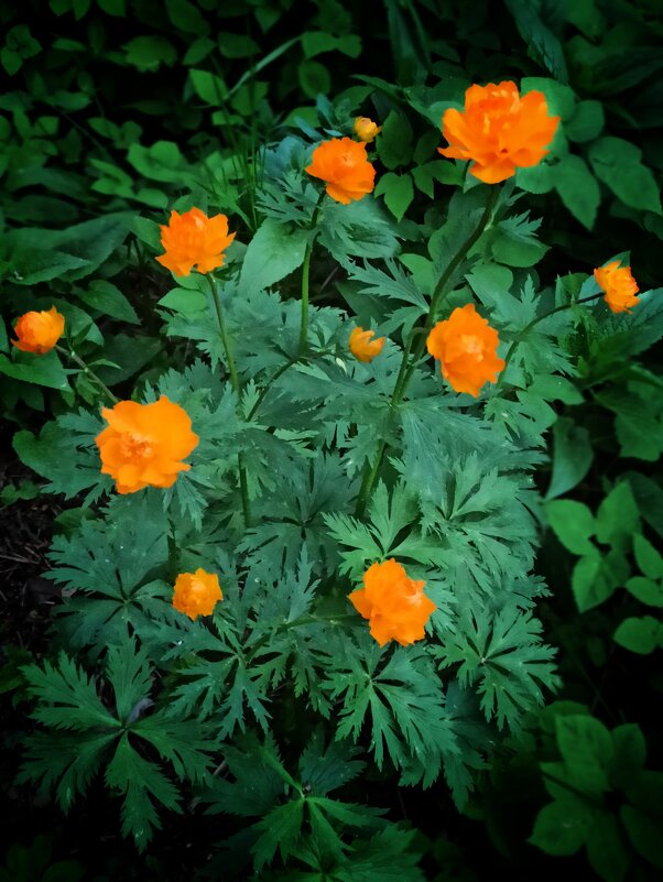 Долгожданные жарки - veilins veilins