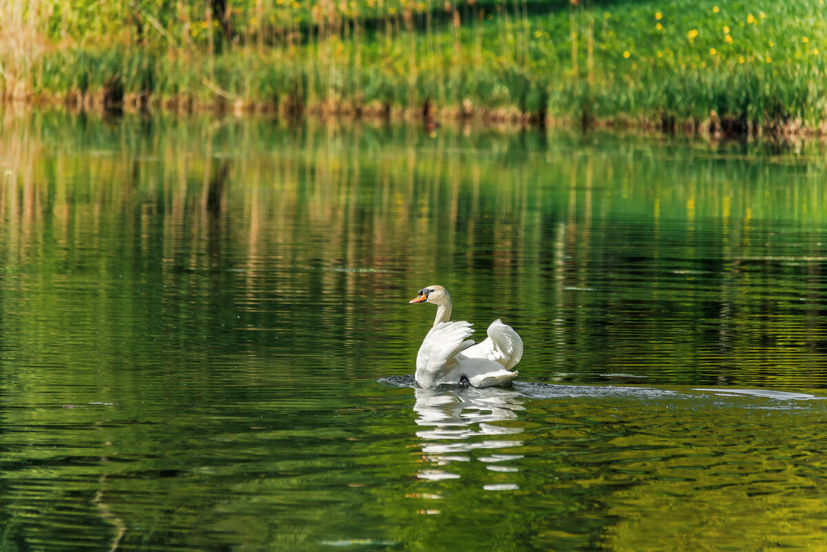 Весна в Гатчине - Владимир Колесников