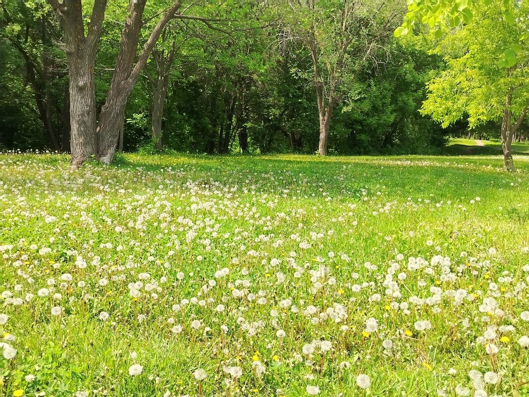 Одуванчиковая полянка - Надежда Одуванчиковая полянка - Надежда