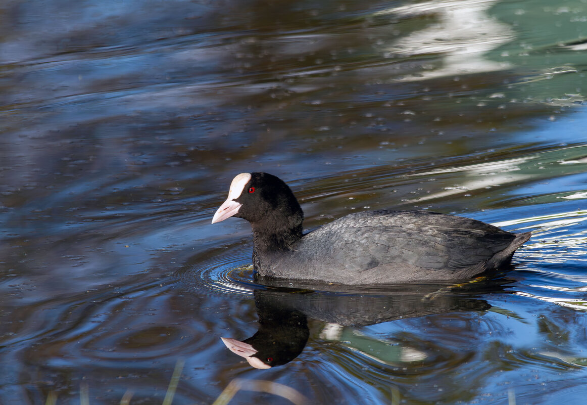 Лысуха. - Yuri Chudnovetz