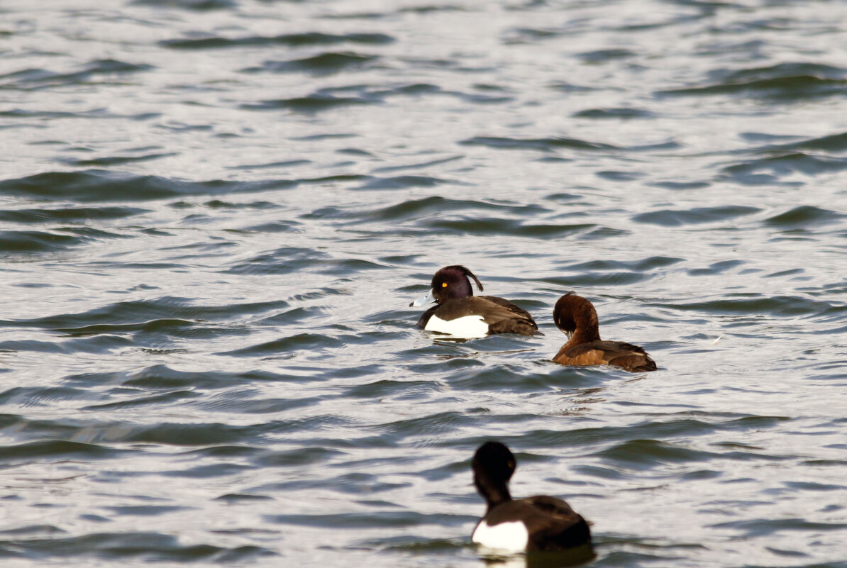 Хохлатая чернеть - Yuri Chudnovetz