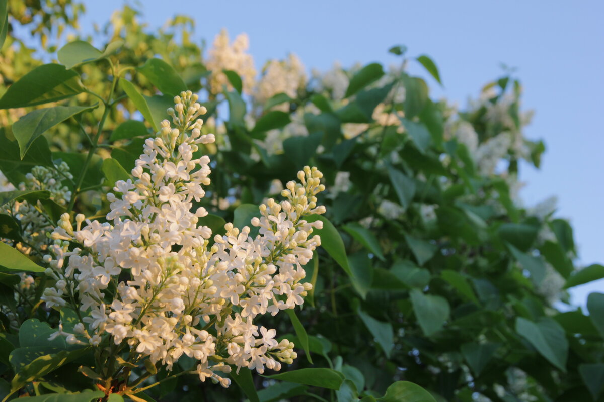 Весна - Влад Платов