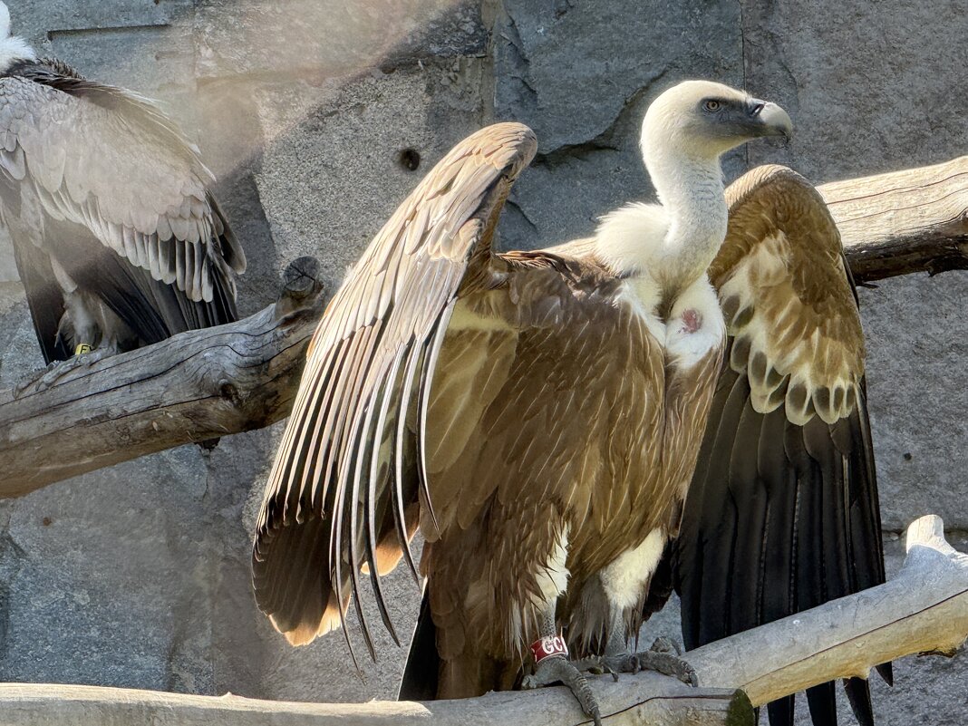 Белоголовый сип из Московского зоопарка - <<< Наташа >>> Белоголовый сип из Московского зоопарка - <<< Наташа >>>