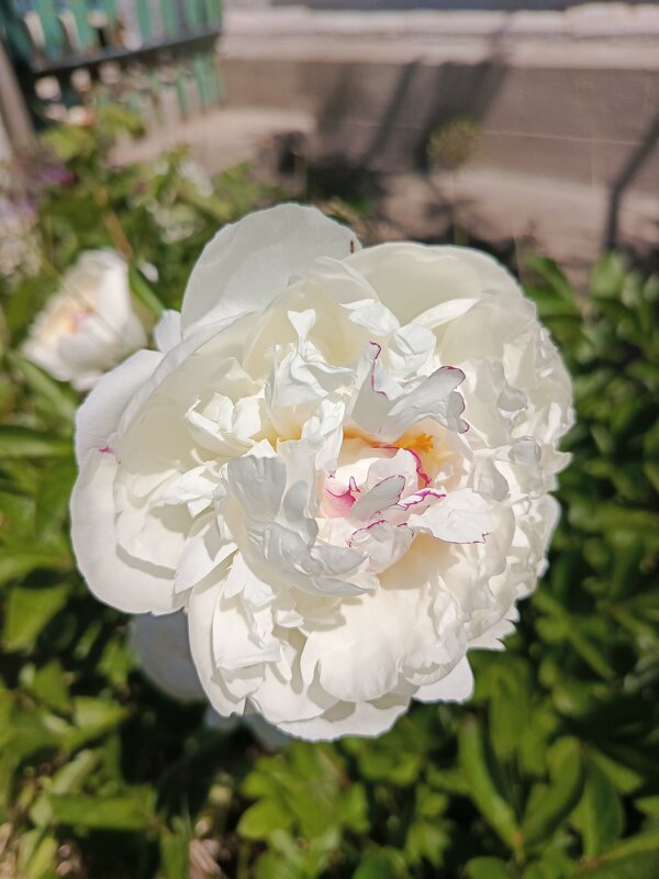 Раскрылся на солнце - Татьяна Пальчикова Раскрылся на солнце - Татьяна Пальчикова