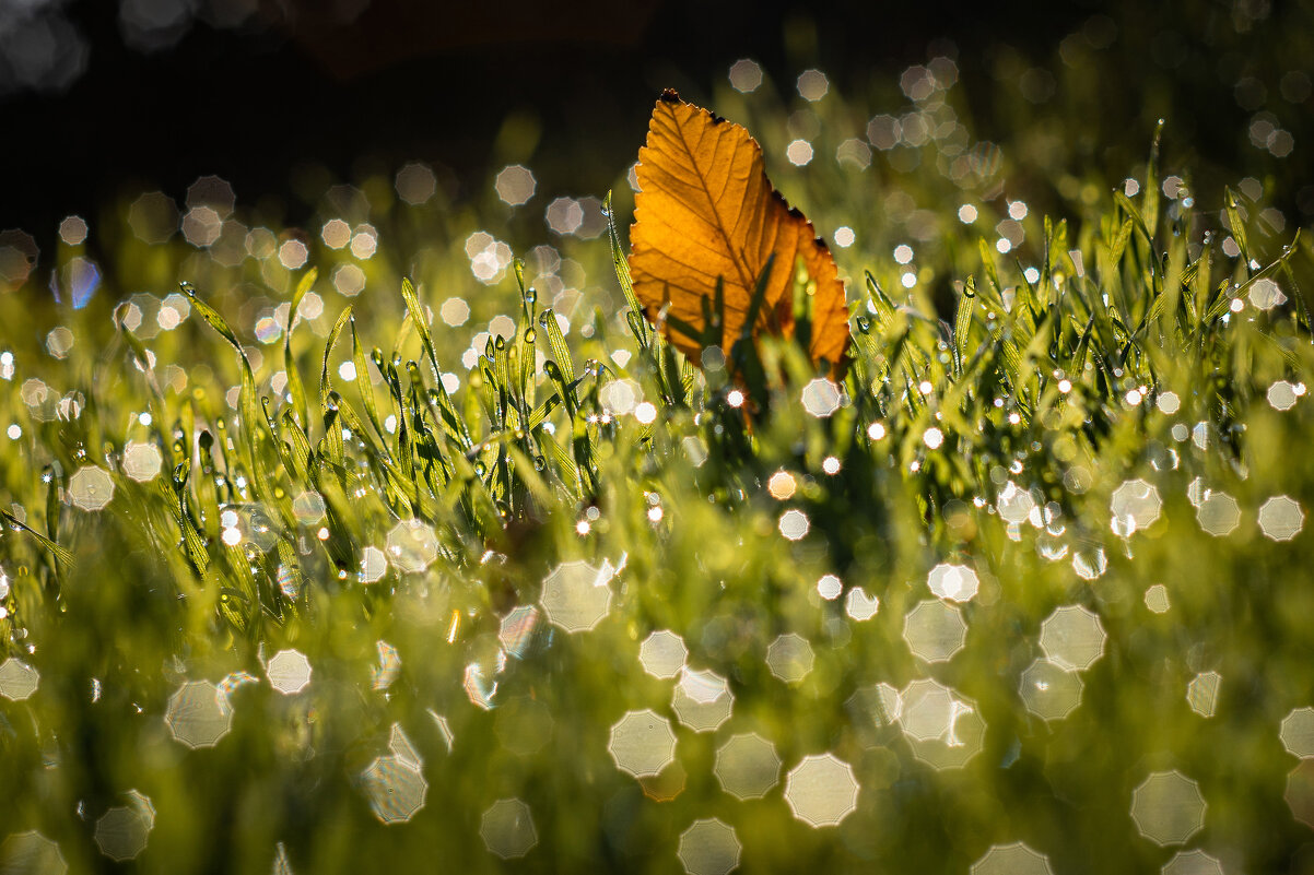В бескрайнем космосе октябрьской росы. - Анатолий Щербак