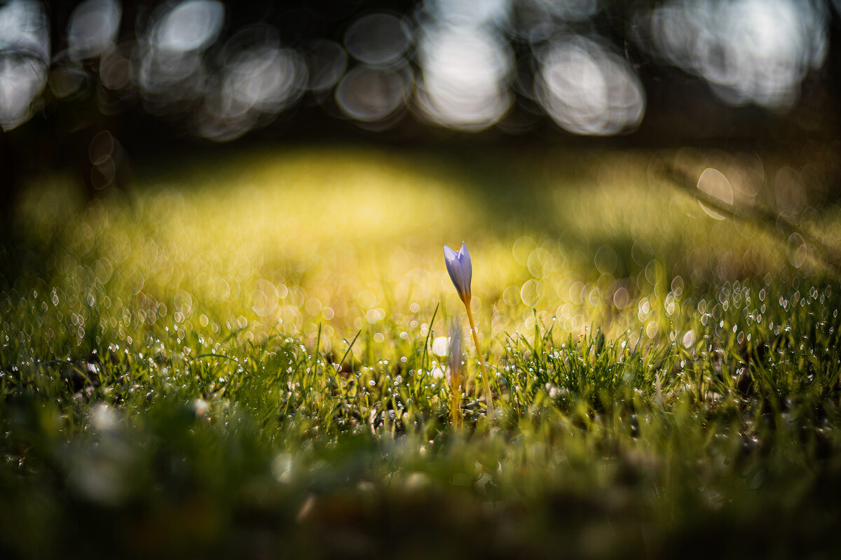 Триумф осенней жизни. - Анатолий Щербак Триумф осенней жизни. - Анатолий Щербак
