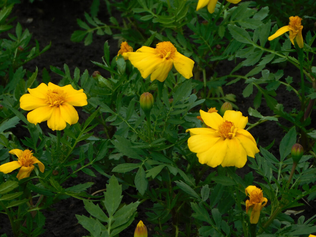 Бархатцы тонколистные «Карина оранжевая». - Наиля Бархатцы тонколистные «Карина оранжевая». - Наиля