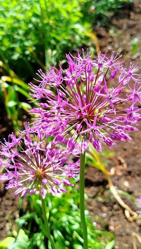 декоративный лук - светлана льдокова