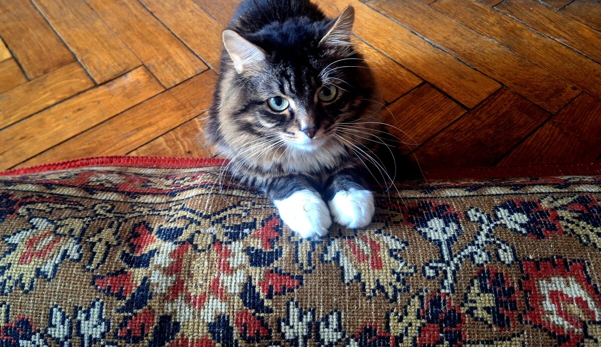 - Мой ковёр... никому не отдам! - Елена 