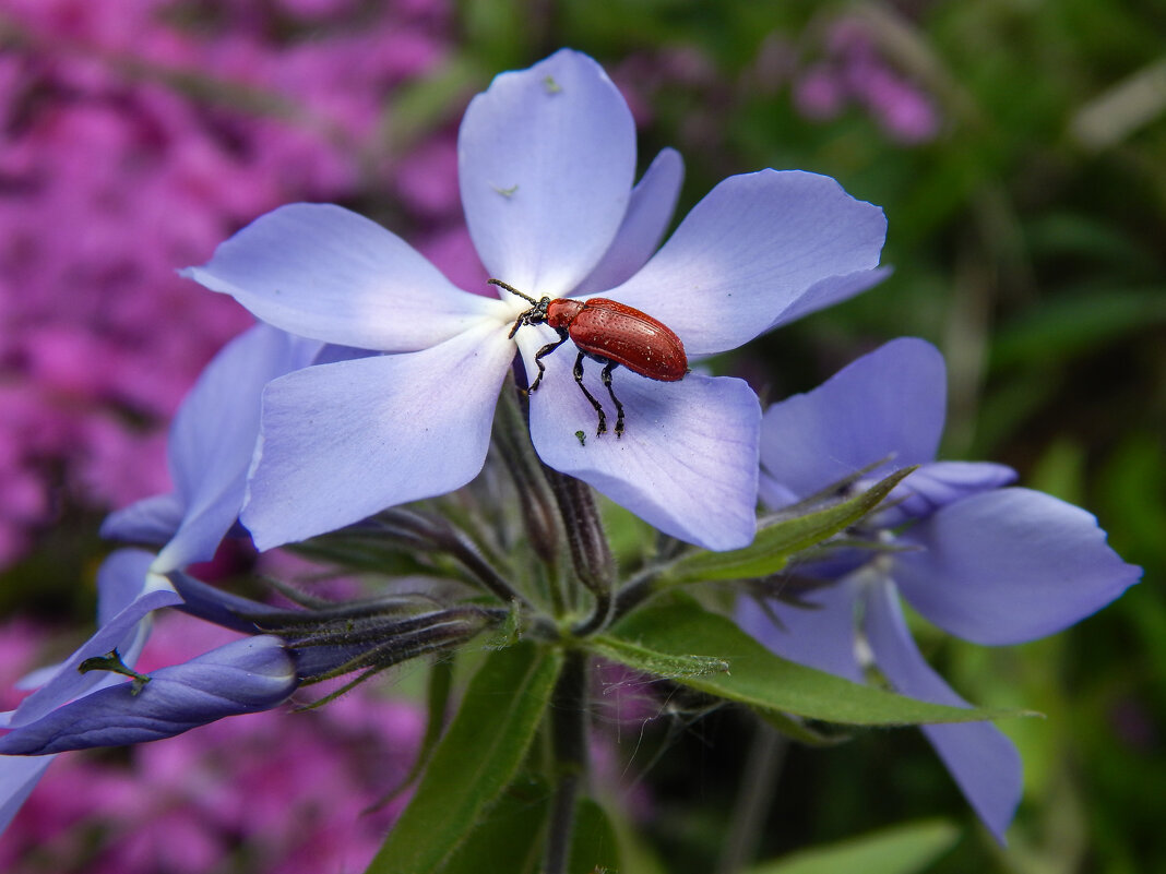 Приятный сюжет - Александр Ковальчук Приятный сюжет - Александр Ковальчук