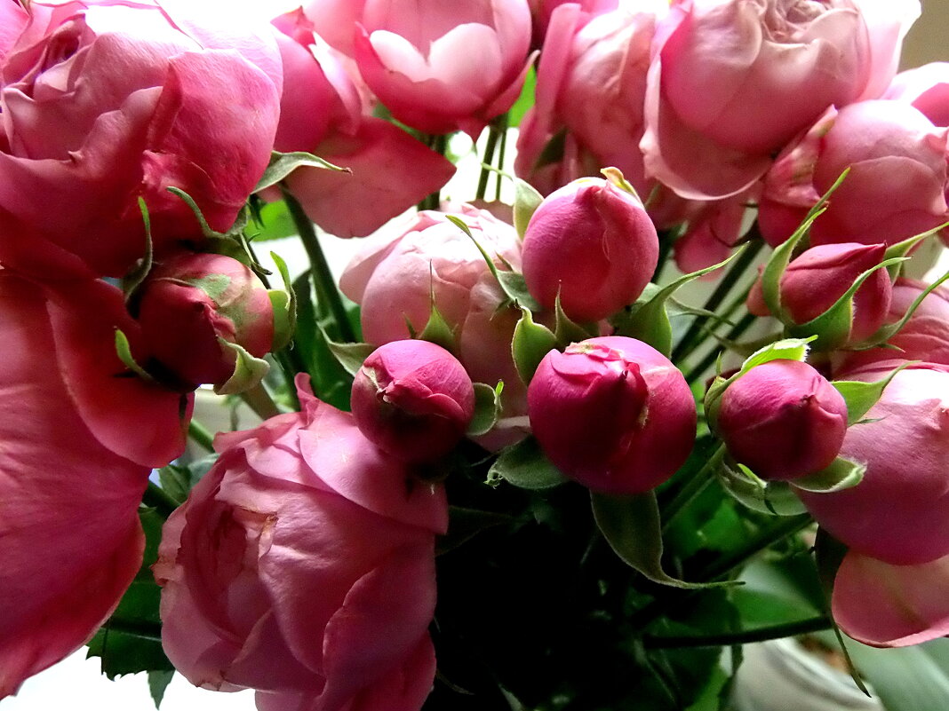 Розовое настроение - Елена Розовое настроение - Елена