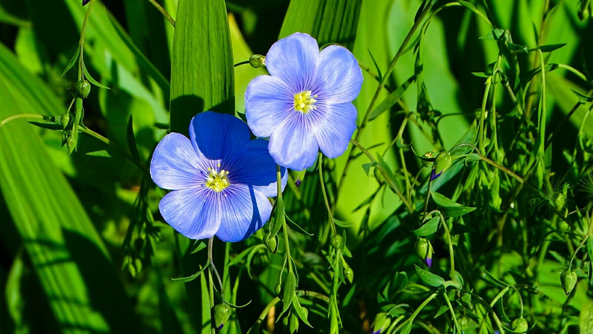 Синий ленок - Милешкин Владимир Алексеевич Синий ленок - Милешкин Владимир Алексеевич