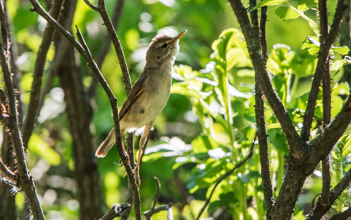 Камышовка. - Владимир Безбородов Камышовка. - Владимир Безбородов