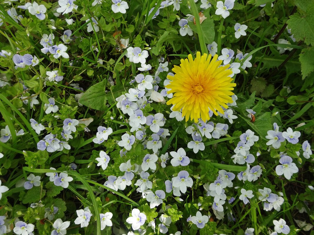 Одуванчик и вероника ползучая - Лидия Бусурина