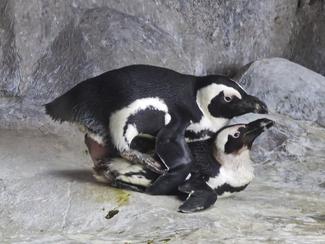 Пингвины - <<< Наташа >>>