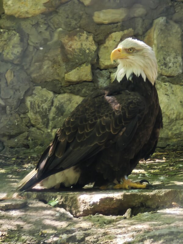 Белоголовый орлан - <<< Наташа >>>