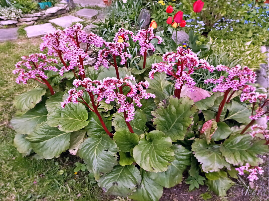 Бадан - Veera V Бадан - Veera V