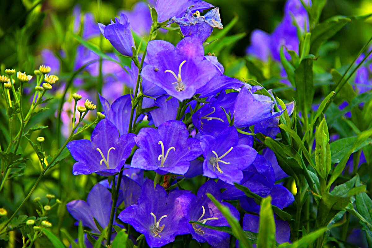 милый цвет - Николай милый цвет - Николай