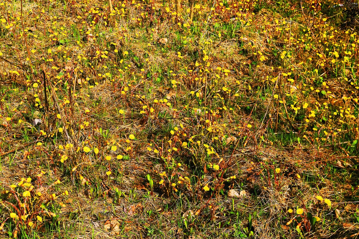 Май...Россыпи желтоцветов! - Владимир 