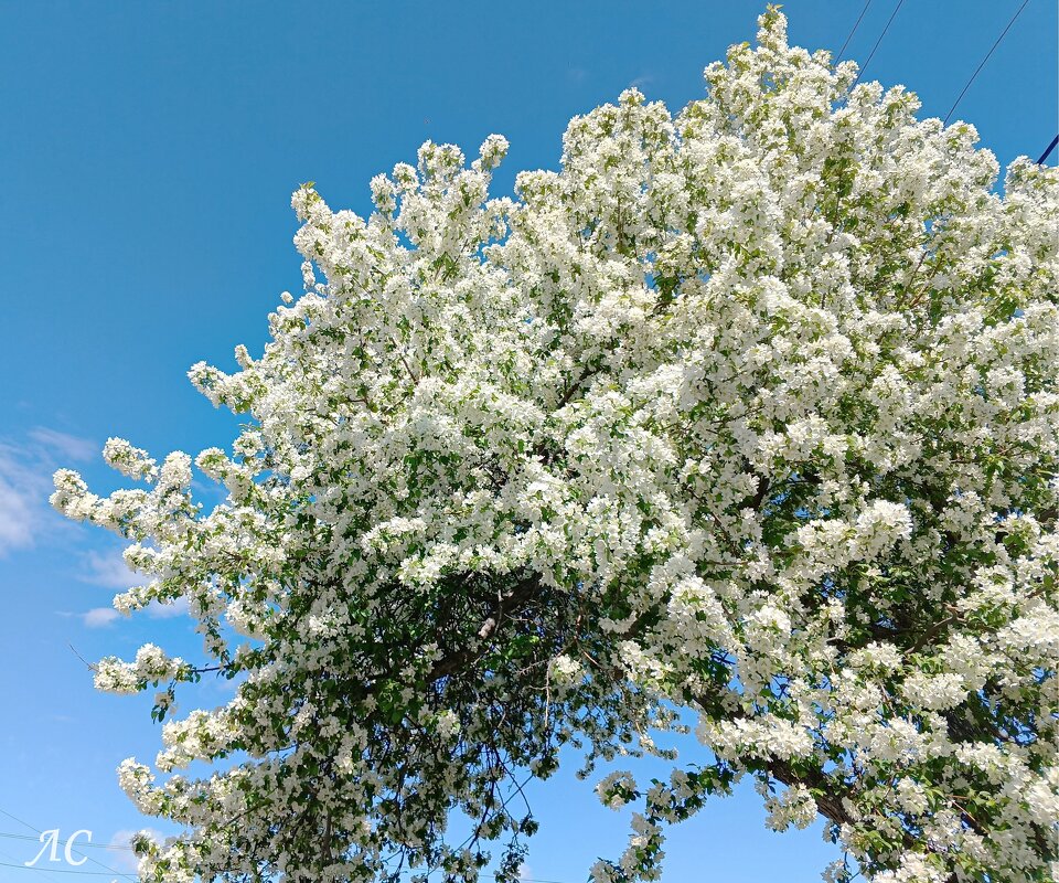 Яблоневое облако - Любовь Сахарова Яблоневое облако - Любовь Сахарова