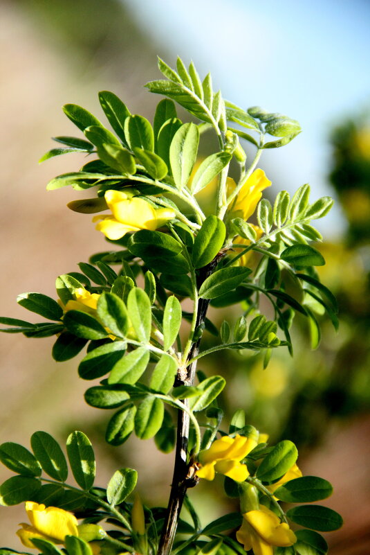 Акация - Tim Andrews