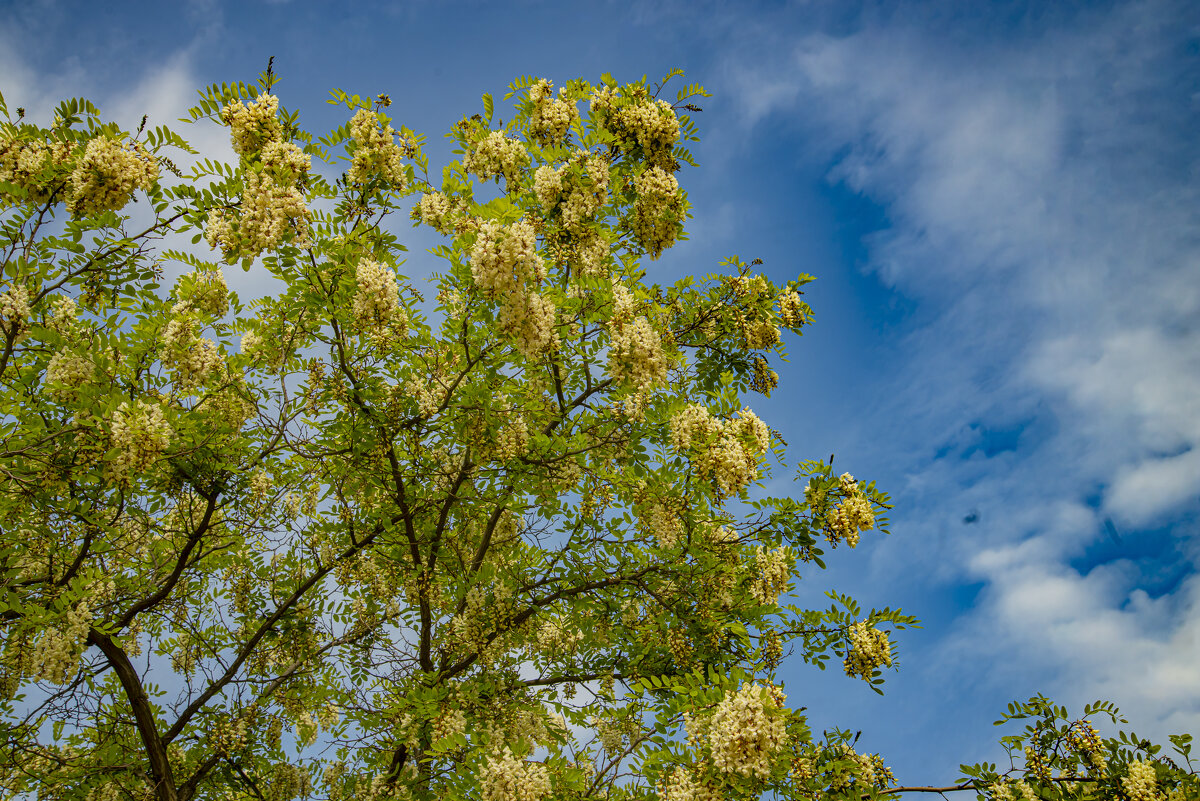 Акация - Анатолий Чикчирный