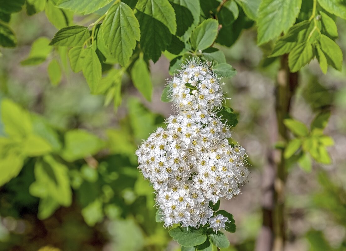Цветочный человечек - Валерий Иванович