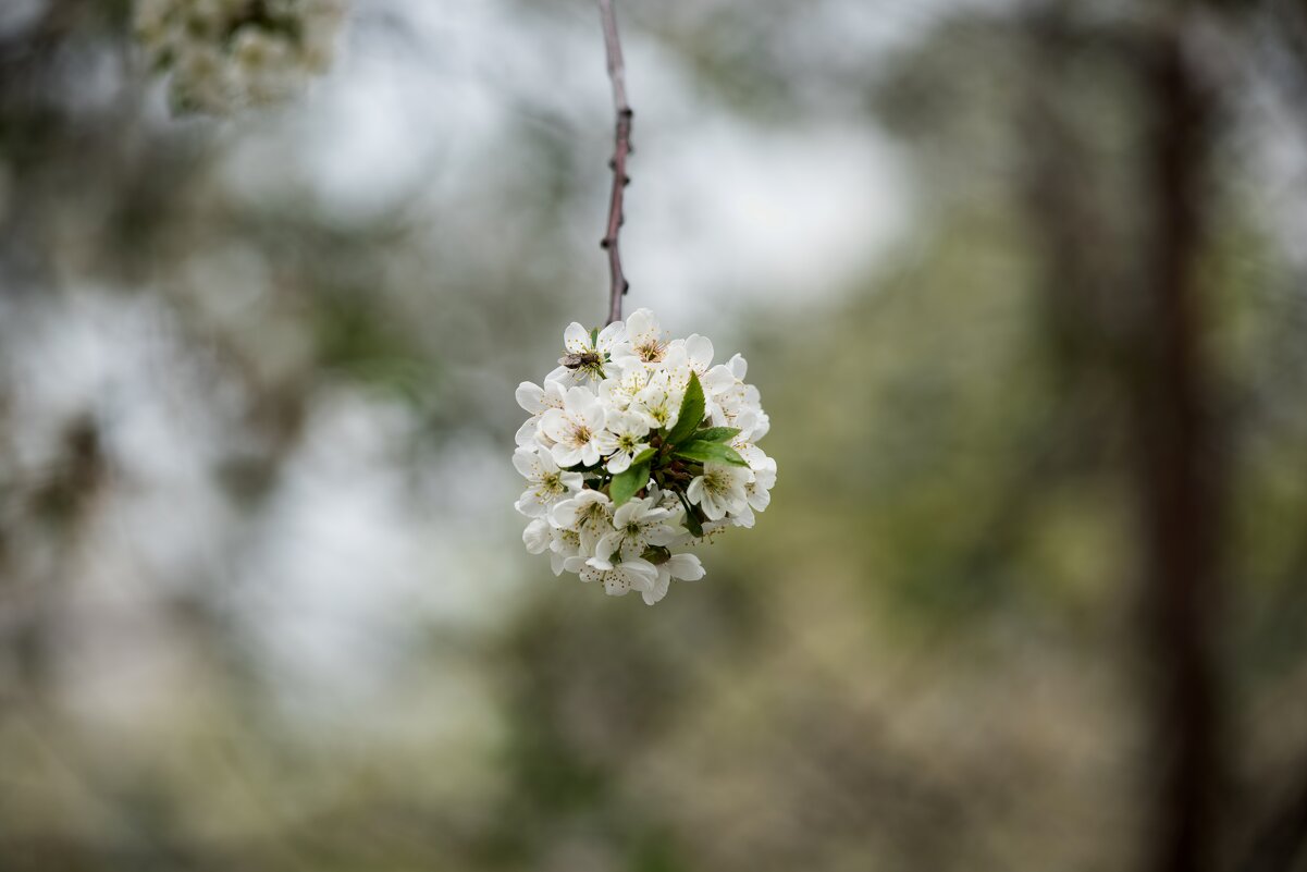 Весна - Петр 