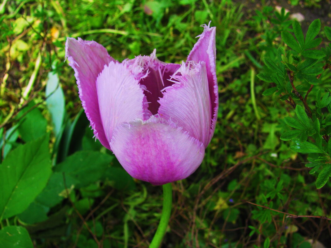 Нежный красавчик - Людмила Смородинская