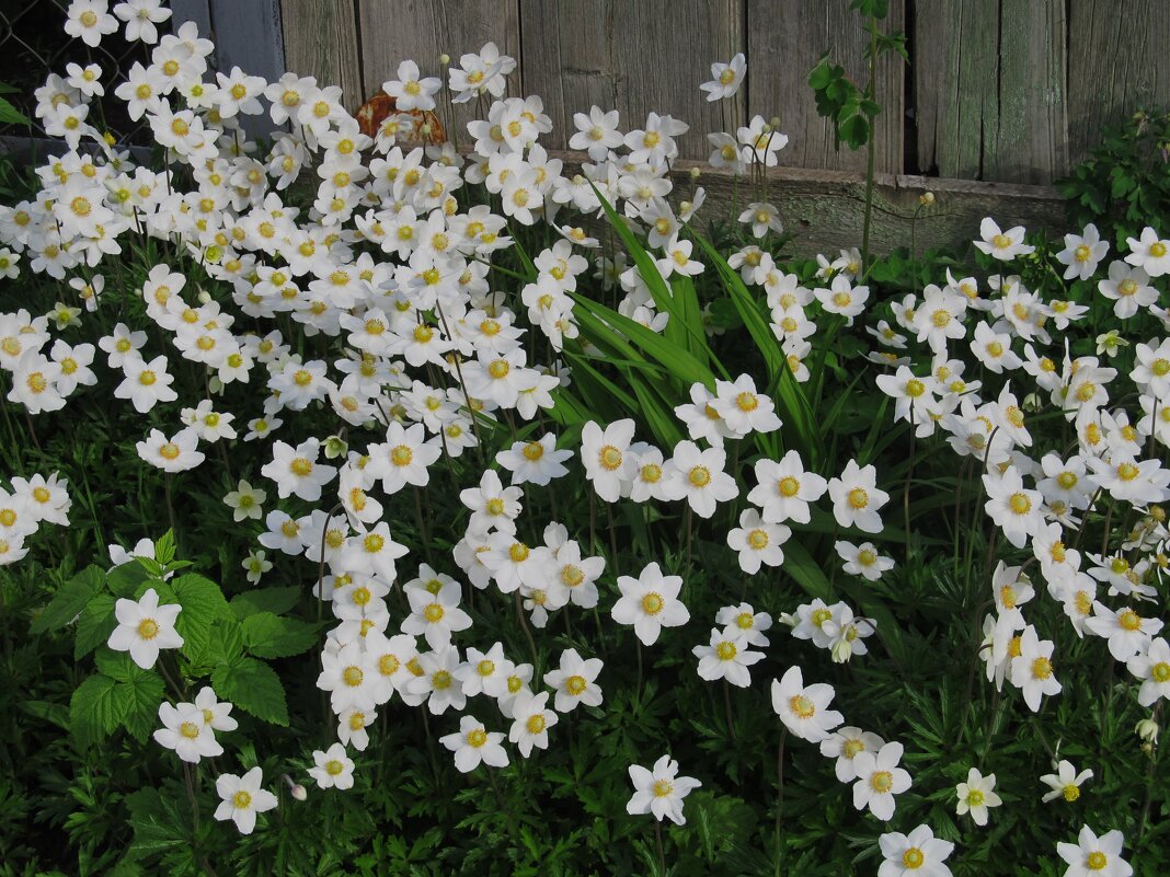 зарисовка - Елена Шаламова зарисовка - Елена Шаламова