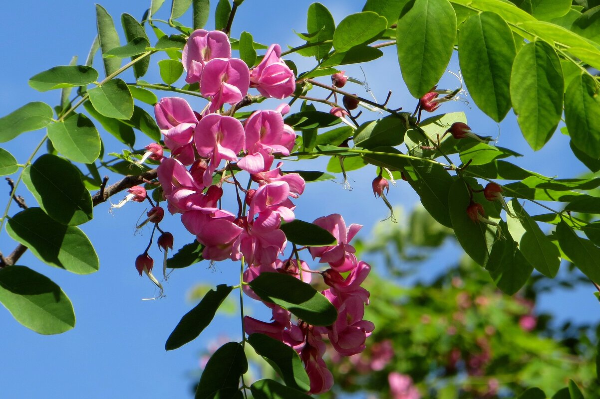 Отцветает акация розовая - Татьяна Смоляниченко
