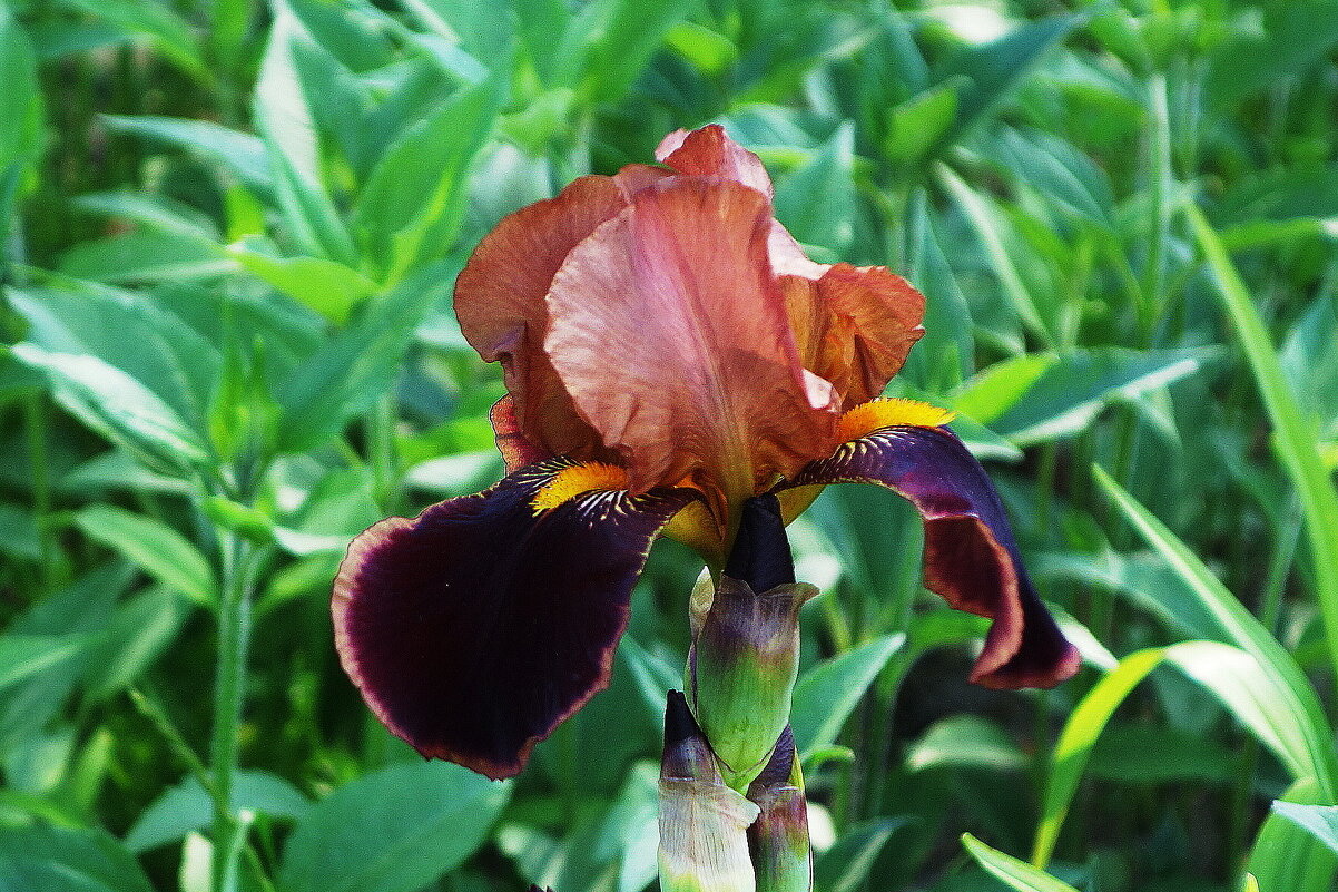 Ирис - Рита Симонова