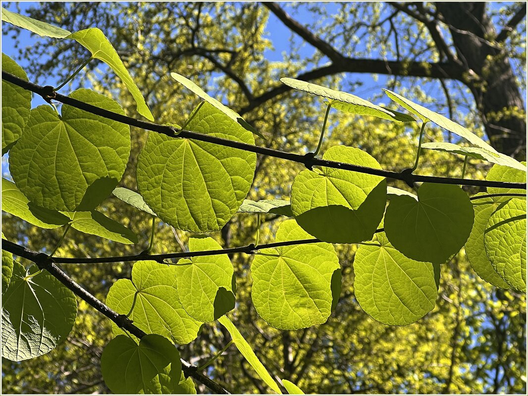 Незнакомая лиана. - Валерия Комова Незнакомая лиана. - Валерия Комова