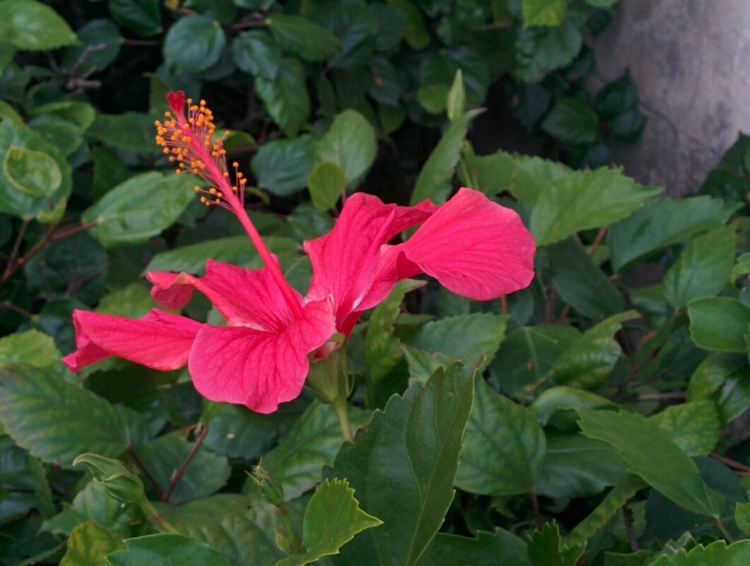 Гибискус - Светлана Хращевская Гибискус - Светлана Хращевская