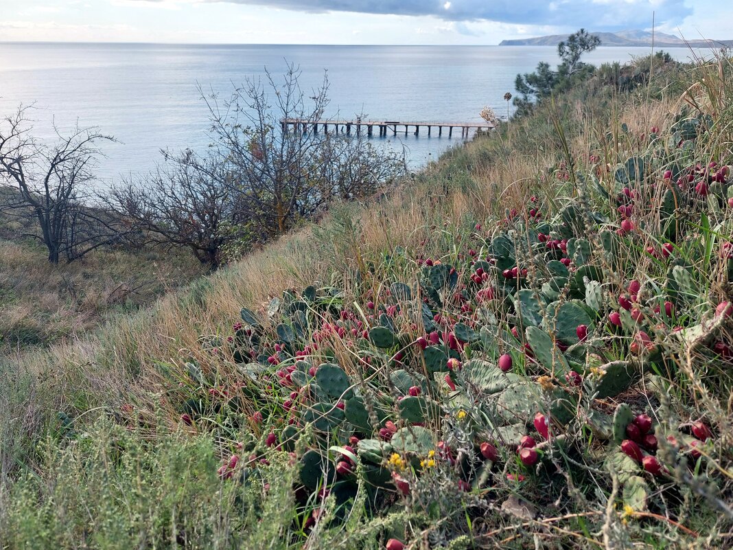 цветы Крыма - ИРЭН@ . цветы Крыма - ИРЭН@ .