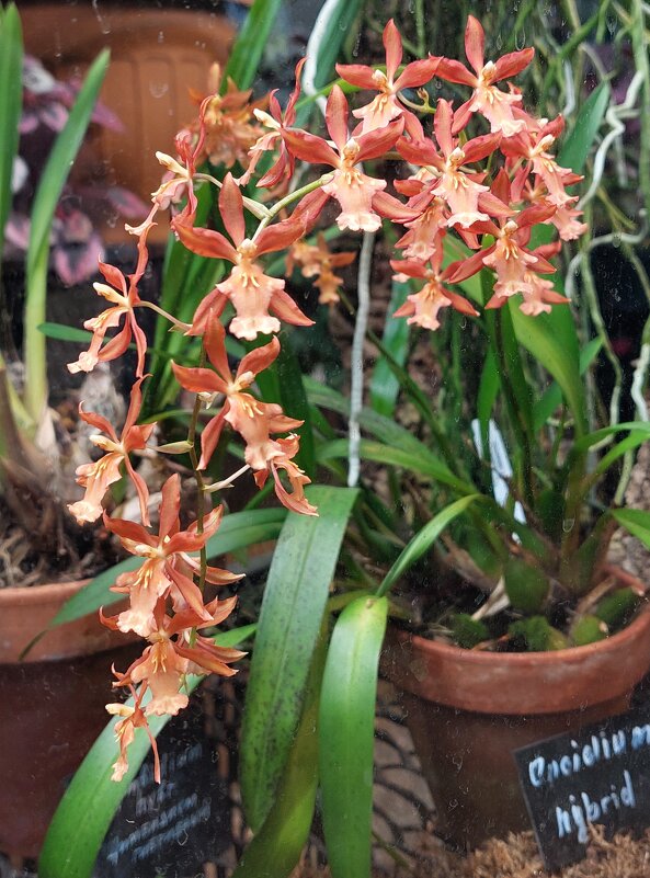 Онцидиум - ИРЭН@ .