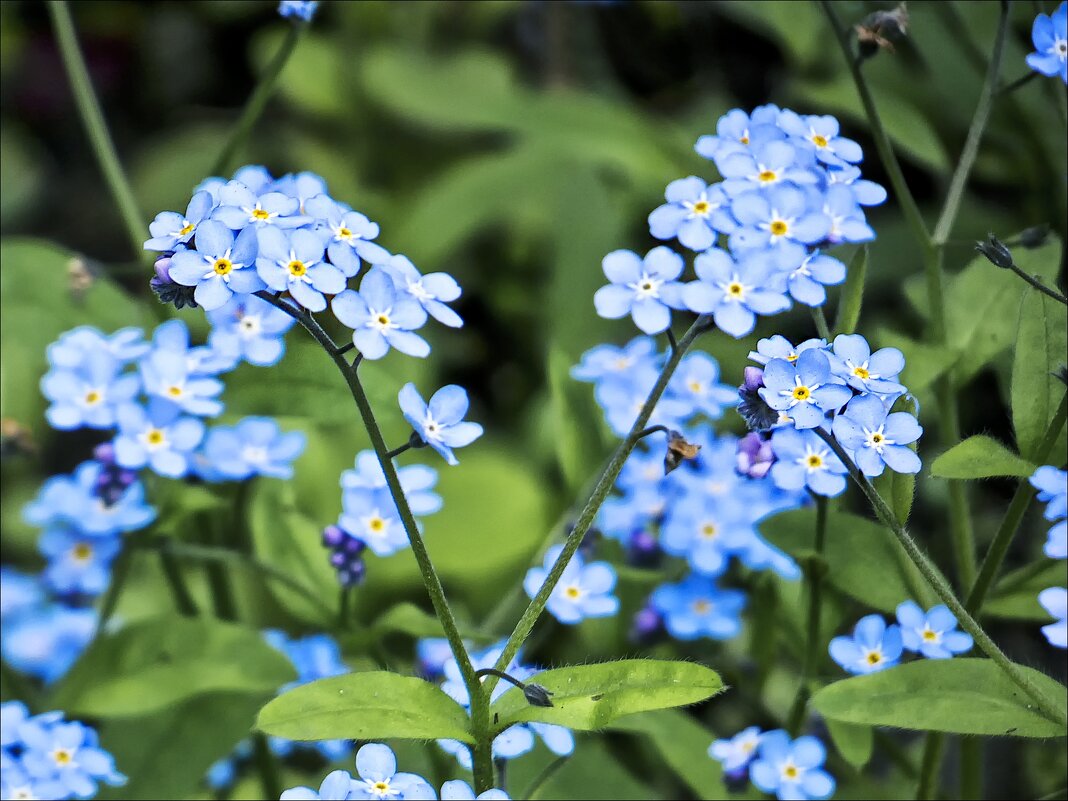 Цвет неба голубого - Валентина * Цвет неба голубого - Валентина *
