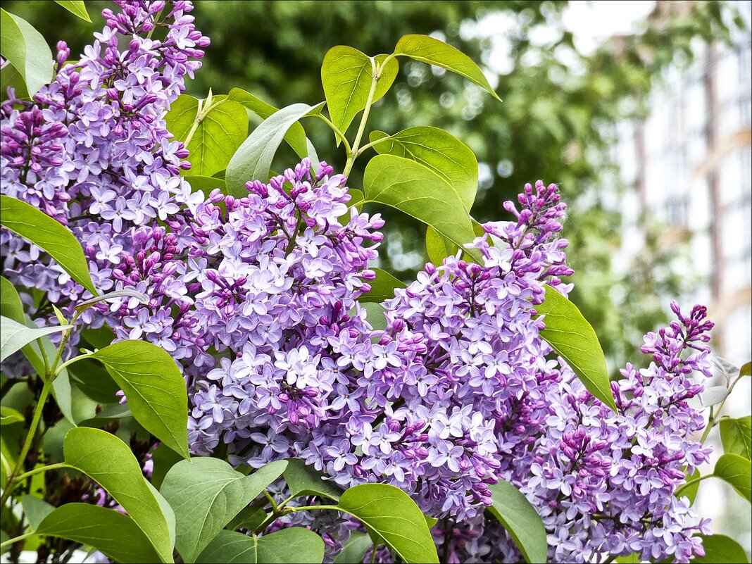 Сибирь зацвела сиренью - Валентина * Сибирь зацвела сиренью - Валентина *