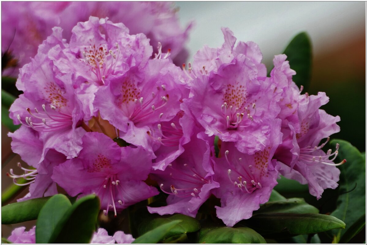 СИРЕНЕВОЕ НАСТРОЕНИЕ... - Elvira E. 