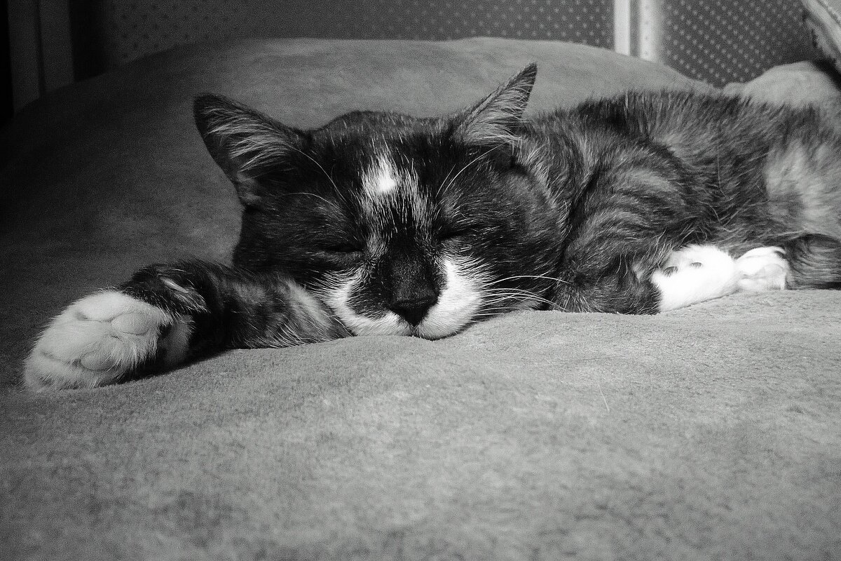 " пушистый любимец " - Руслан 