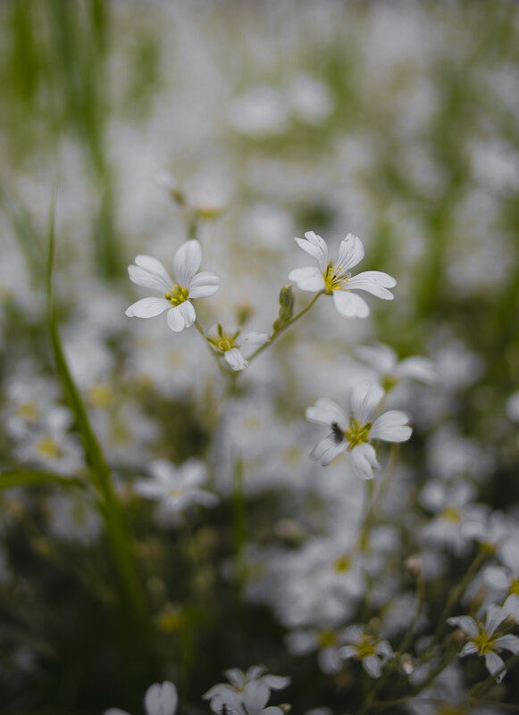 *** - Яна Горбунова *** - Яна Горбунова