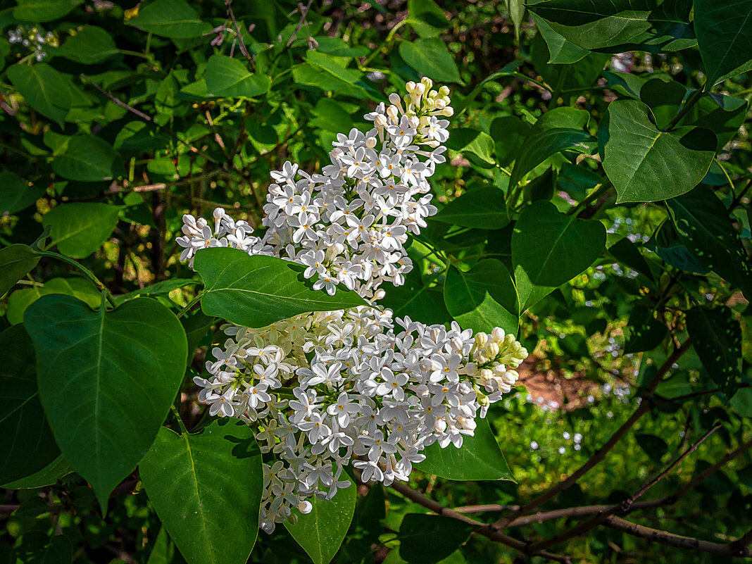 Белая сирень - Aleksey Afonin Белая сирень - Aleksey Afonin