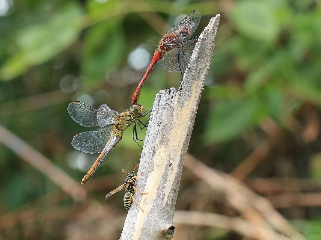 Стрекозы - ZNatasha - Стрекозы - ZNatasha -