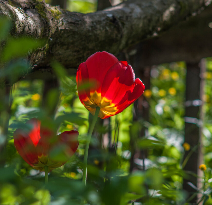 Тюльпан в мае. - Анатолий Нецепляев