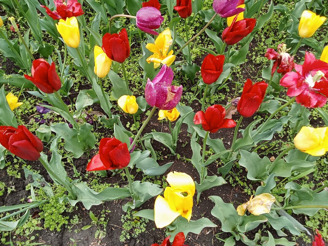 Апрельское цветение - Виктор Апрельское цветение - Виктор