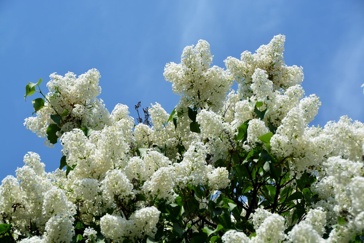 В Сиреневом саду - Анастасия Смирнова В Сиреневом саду - Анастасия Смирнова