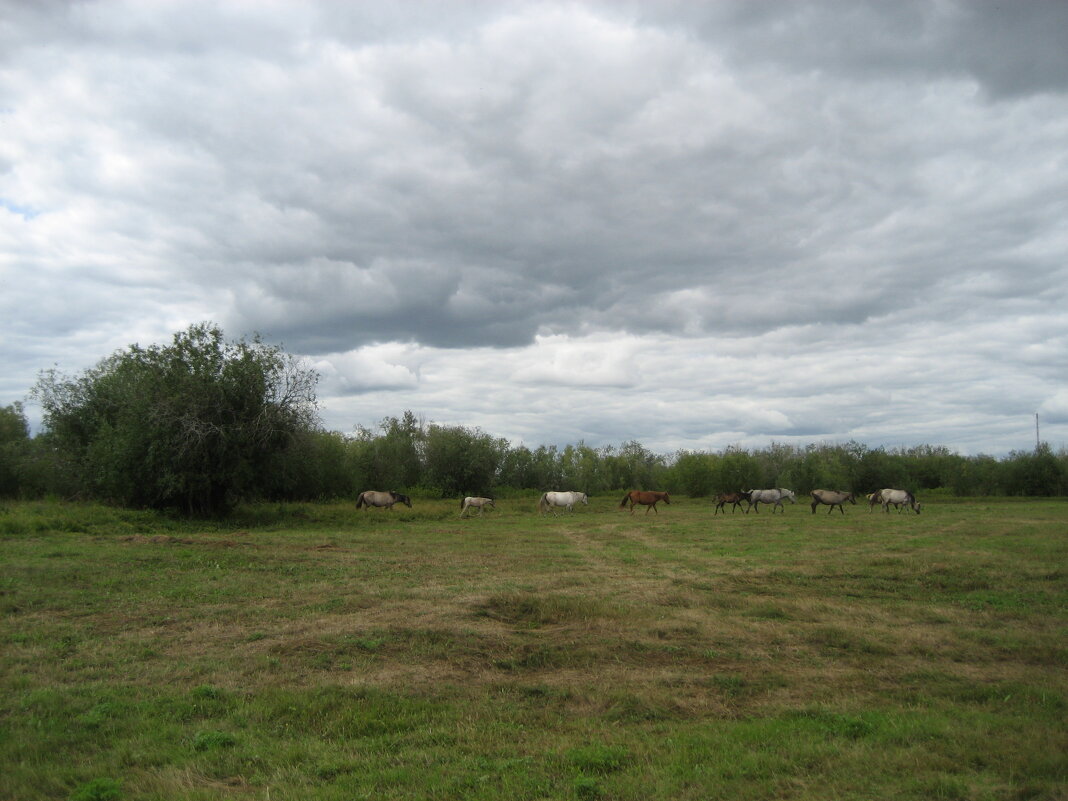 Табун - Anna Ivanova Табун - Anna Ivanova