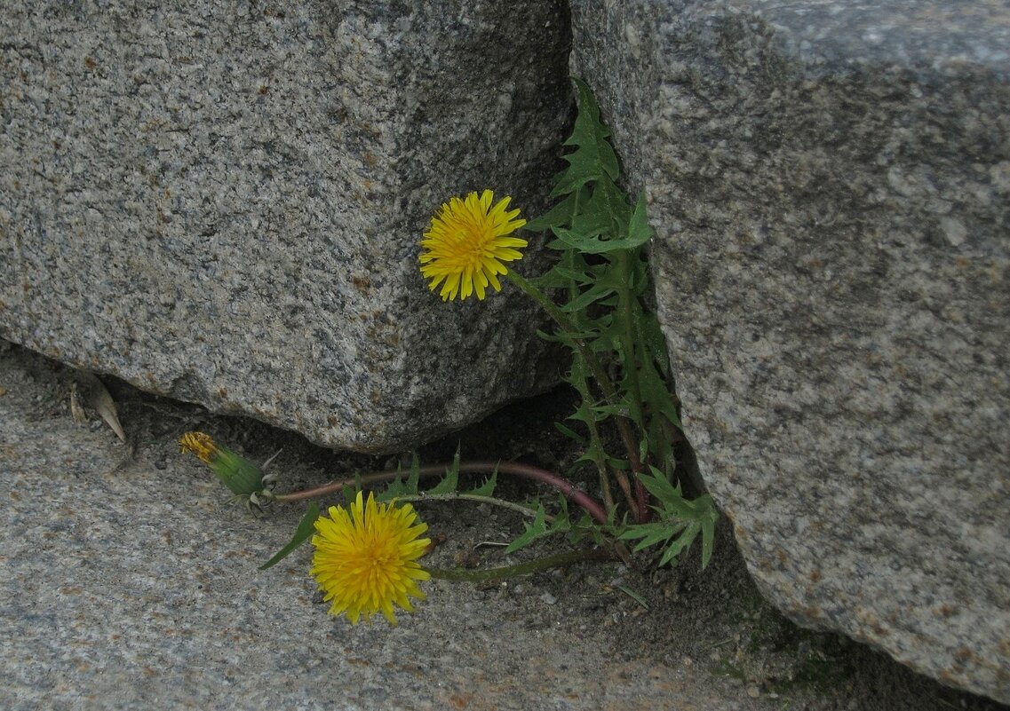 . - Александр Хоменко