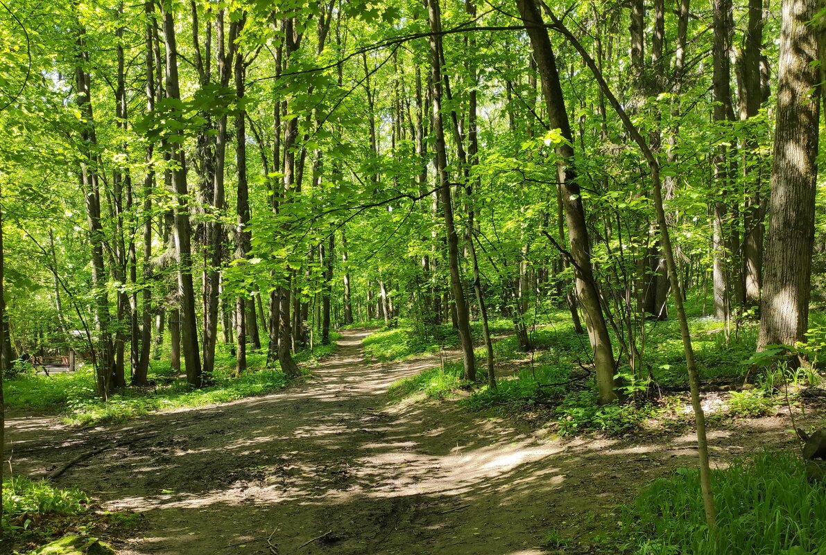 Лес возле родника - Игорь Ч. Лес возле родника - Игорь Ч.
